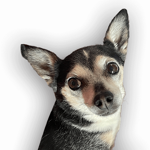 Abbey the Chihuahua
